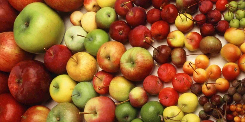 معرفی انواع سیب درختی صادراتی