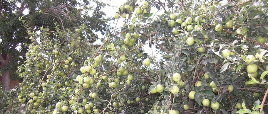 صادرات سیب لبنانی سمیرم