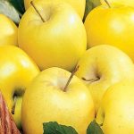 صادرات سیب زرد اشنویه