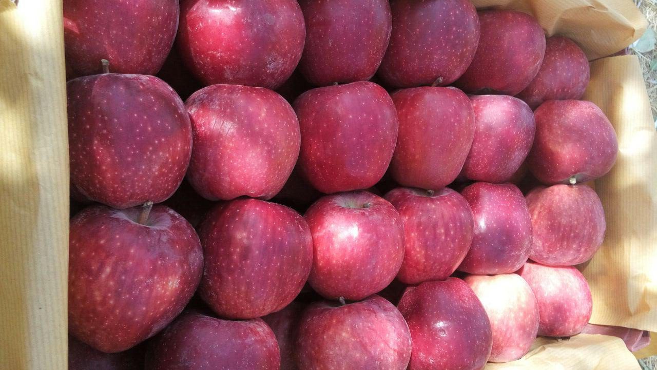 خرید سیب درختی ارومیه 1400